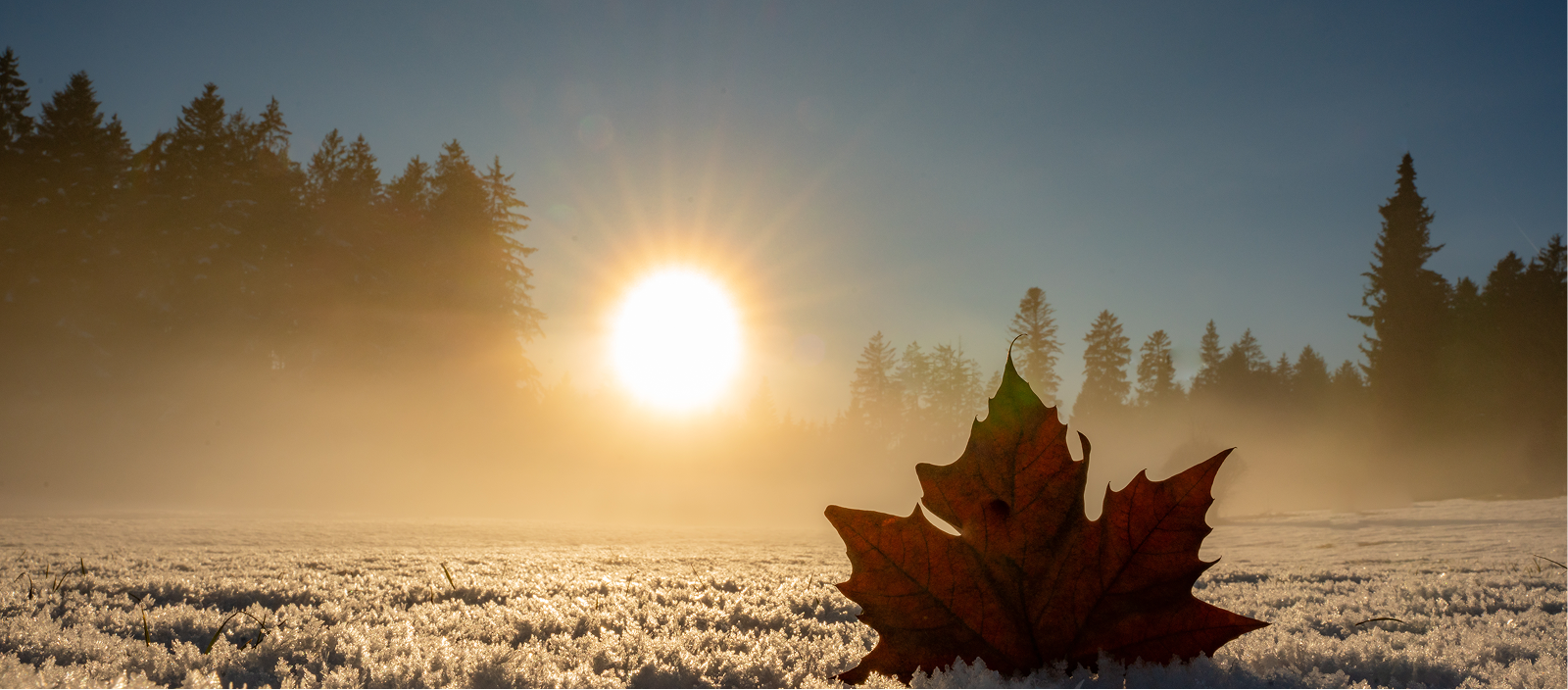 THCCanada-Vitamin-D-Cellular-Blog-01